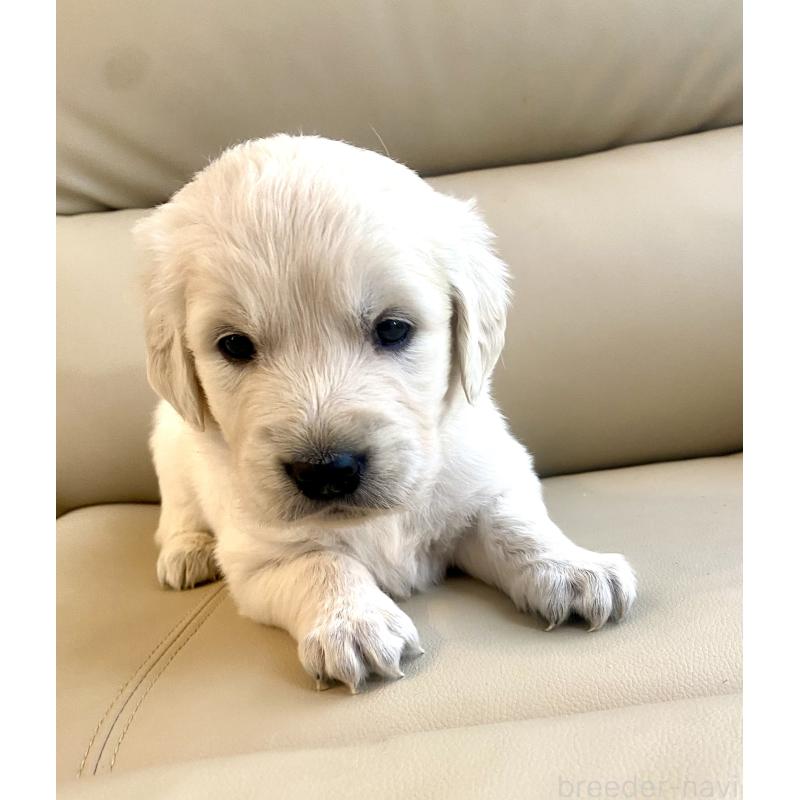 販売中の東京都のゴールデンレトリーバー-440396