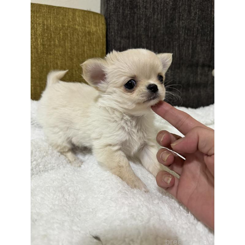 販売中の滋賀県のチワワ(ロングコート)-441029の4枚目