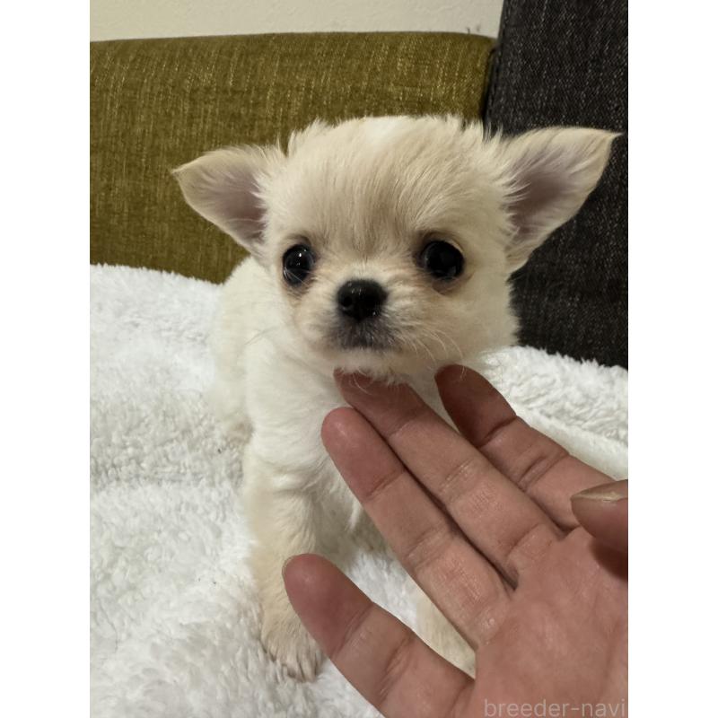 販売中の滋賀県のチワワ(ロングコート)-441029の3枚目