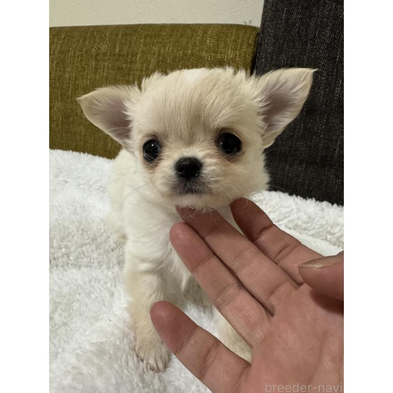 販売中の滋賀県のチワワ(ロングコート)-441029の2枚目