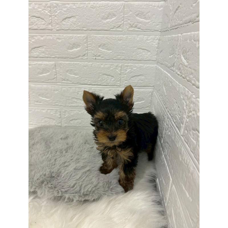 販売中の岡山県のヨークシャーテリア-441030の10枚目