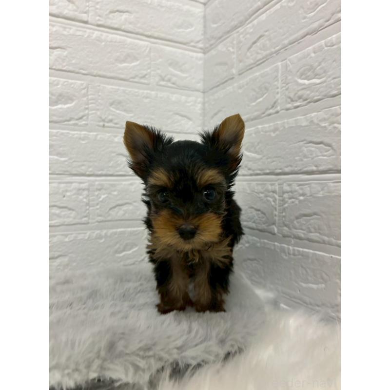 販売中の岡山県のヨークシャーテリア-441030の8枚目