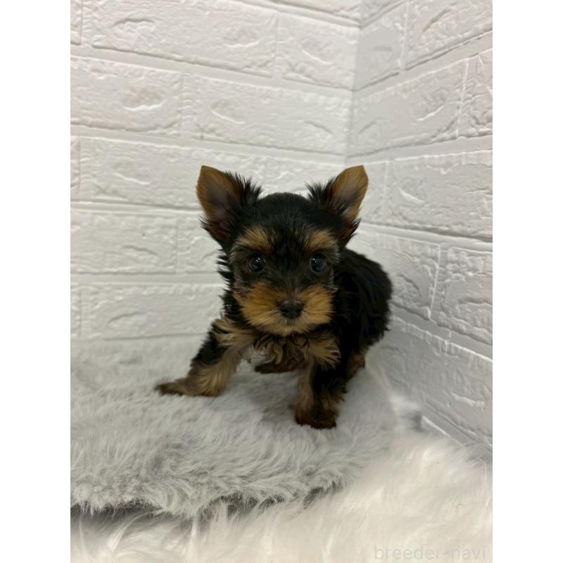 販売中の岡山県のヨークシャーテリア-441030の6枚目