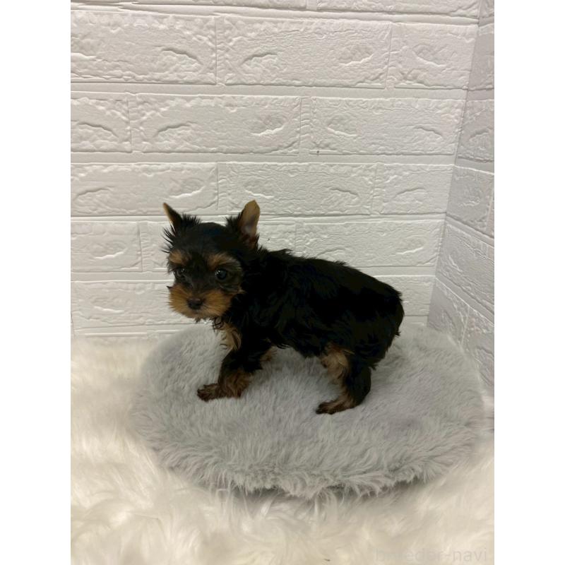 販売中の岡山県のヨークシャーテリア-441030の3枚目