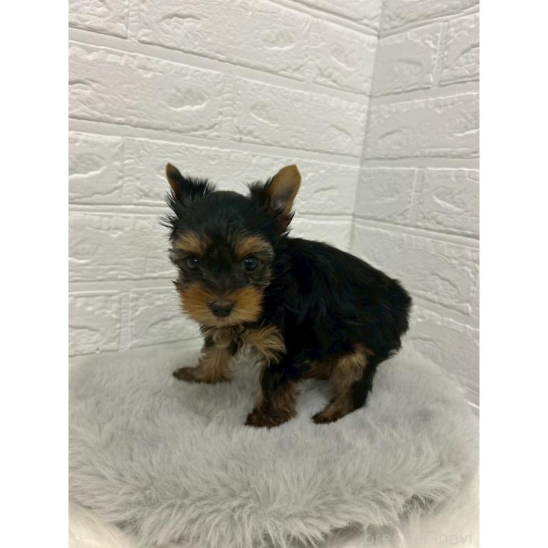 販売中の岡山県のヨークシャーテリア-441030の2枚目