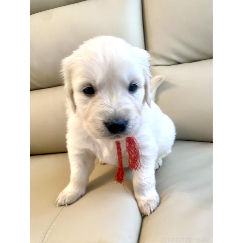 成約済の東京都のゴールデンレトリーバー-440397の15枚目