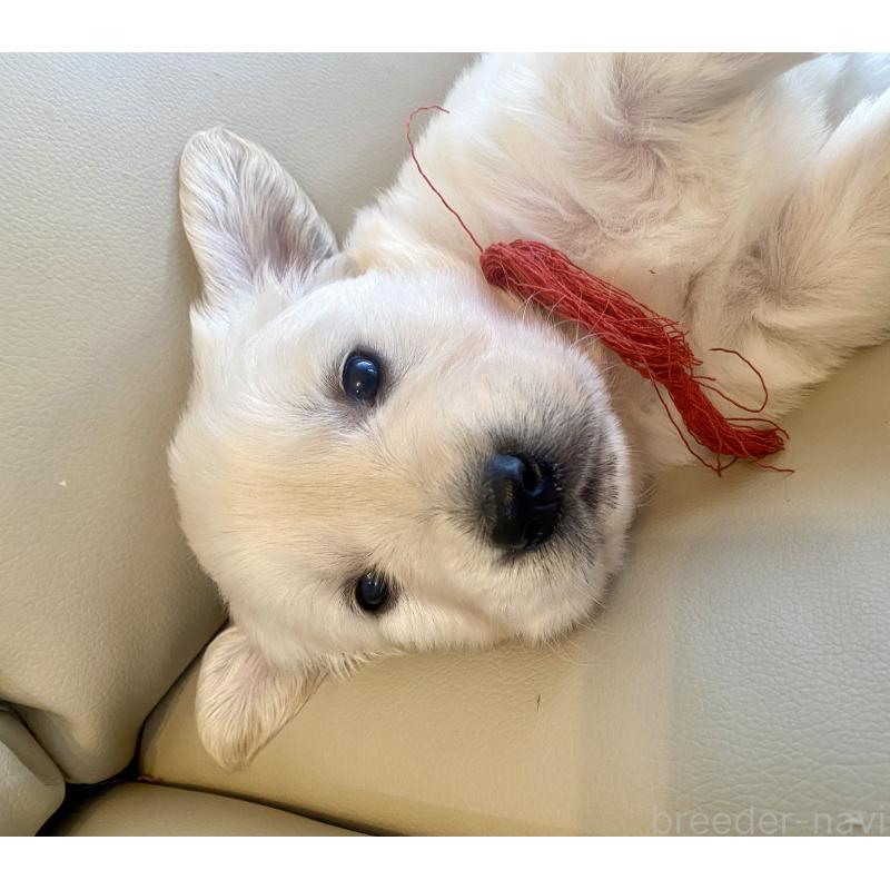 成約済の東京都のゴールデンレトリーバー-440397の14枚目