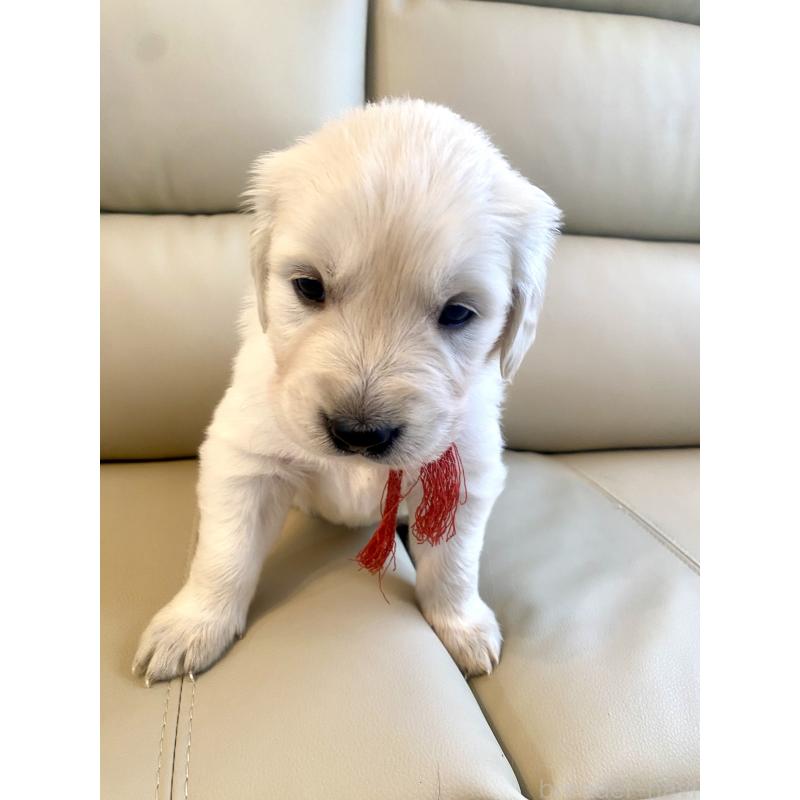 成約済の東京都のゴールデンレトリーバー-440397の13枚目