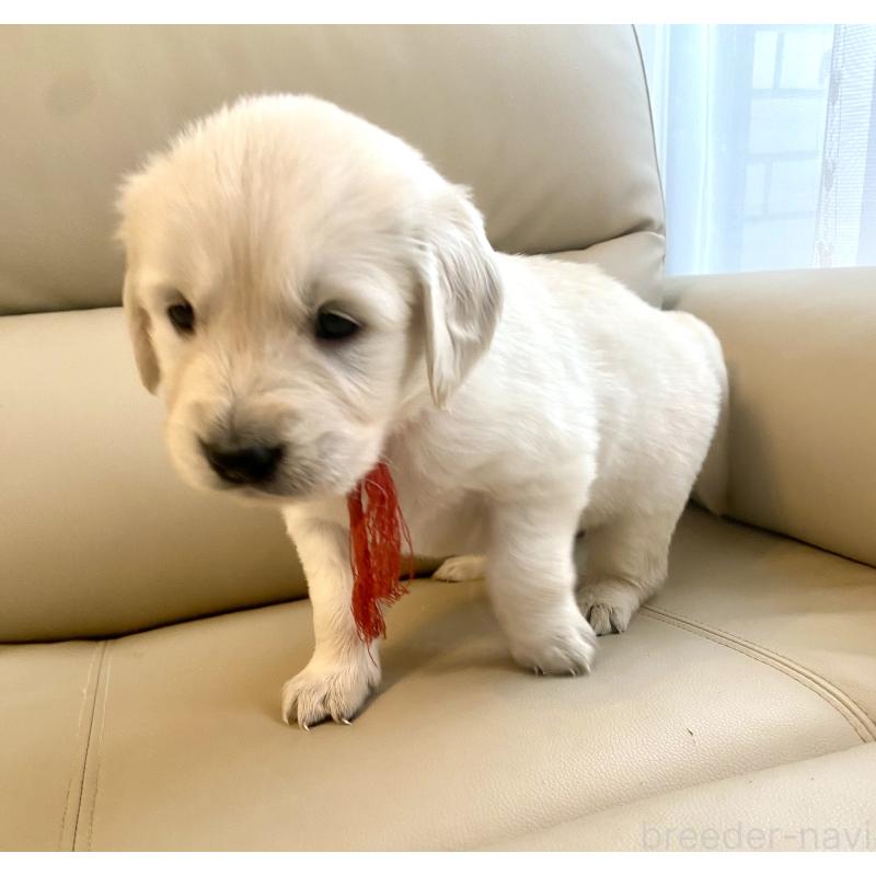 成約済の東京都のゴールデンレトリーバー-440397の12枚目