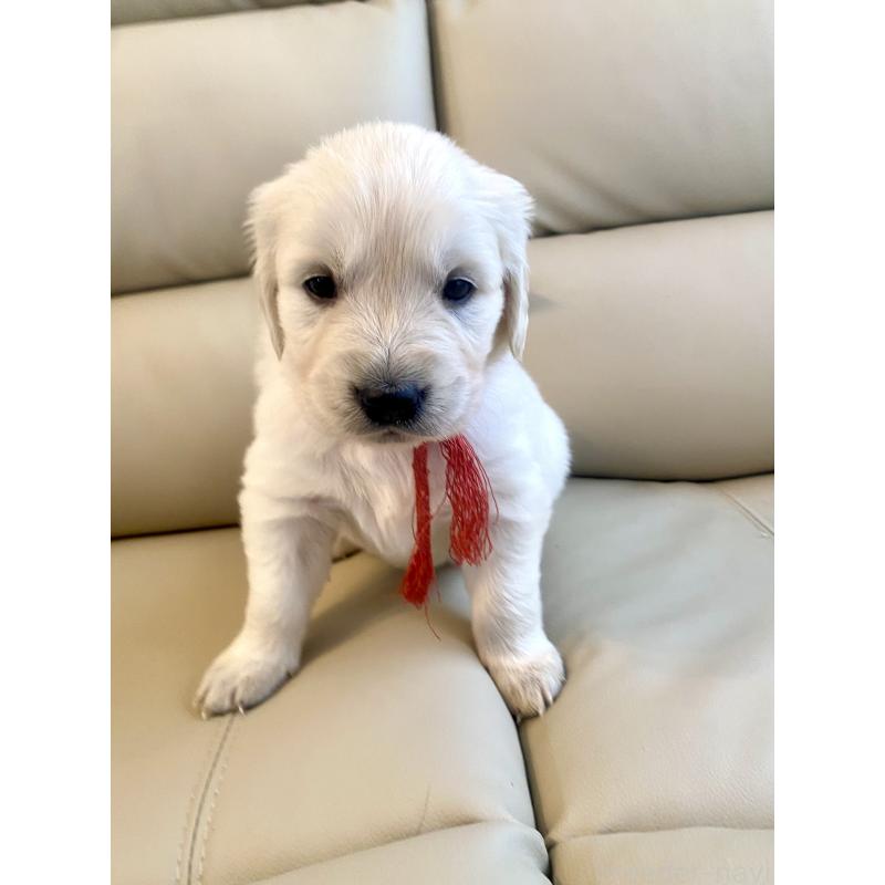 販売中の東京都のゴールデンレトリーバー-440397