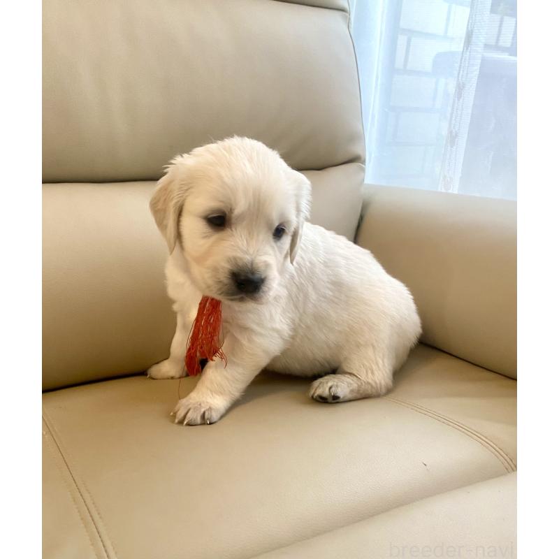 成約済の東京都のゴールデンレトリーバー-440397の10枚目