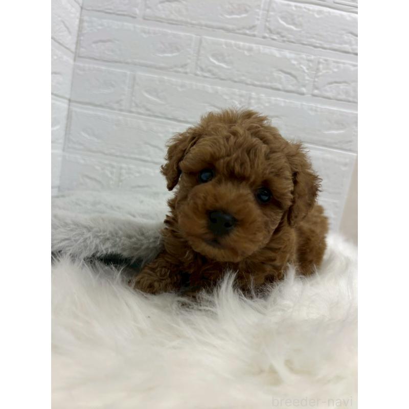 販売中の岡山県のタイニープードル-441031の12枚目