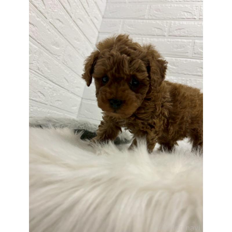 販売中の岡山県のタイニープードル-441031の10枚目