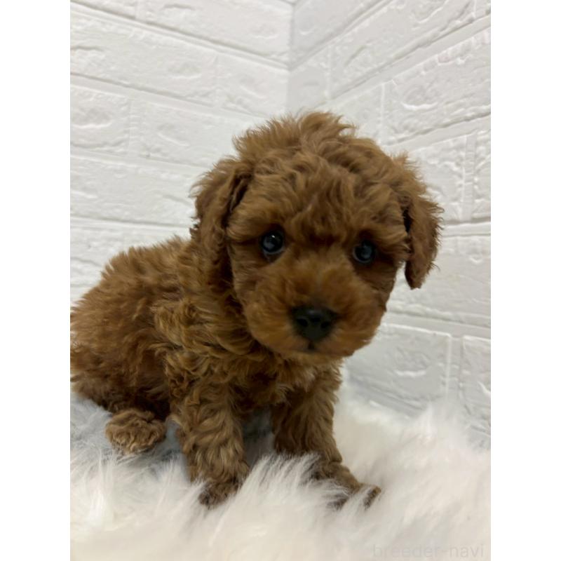 販売中の岡山県のタイニープードル-441031の9枚目