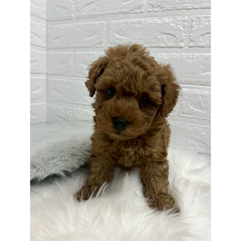 販売中の岡山県のタイニープードル-441031の7枚目