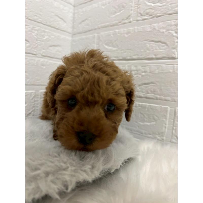 販売中の岡山県のタイニープードル-441031の6枚目