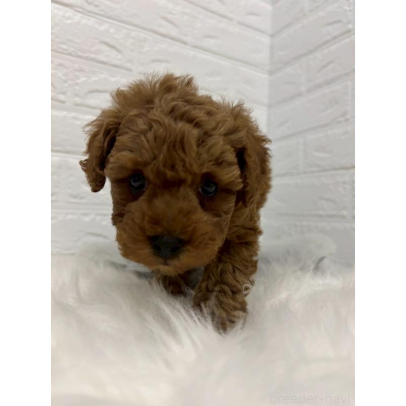 販売中の岡山県のタイニープードル-441031の5枚目