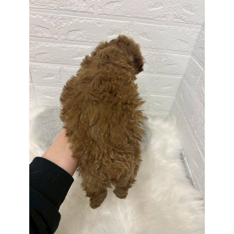 販売中の岡山県のタイニープードル-441031の4枚目