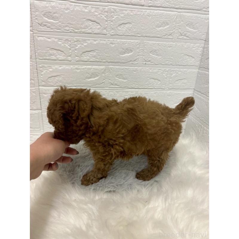 販売中の岡山県のタイニープードル-441031の3枚目