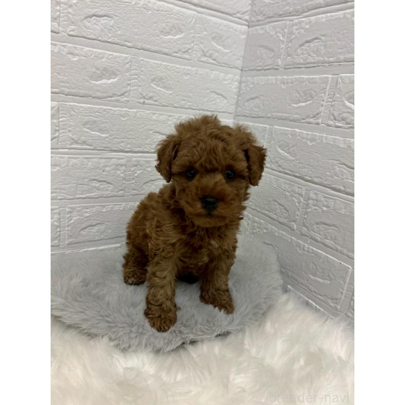 販売中の岡山県のタイニープードル-441031の2枚目