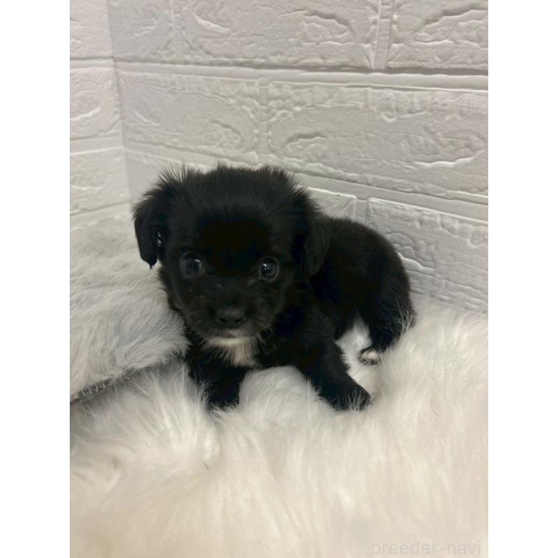 商談中の岡山県のチワックス:チワワ×ミニチュアダックスフンド-441033の12枚目