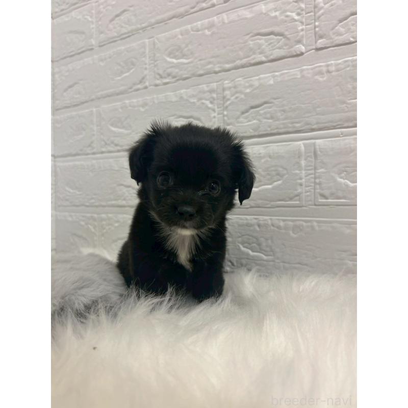 商談中の岡山県のチワックス:チワワ×ミニチュアダックスフンド-441033の10枚目