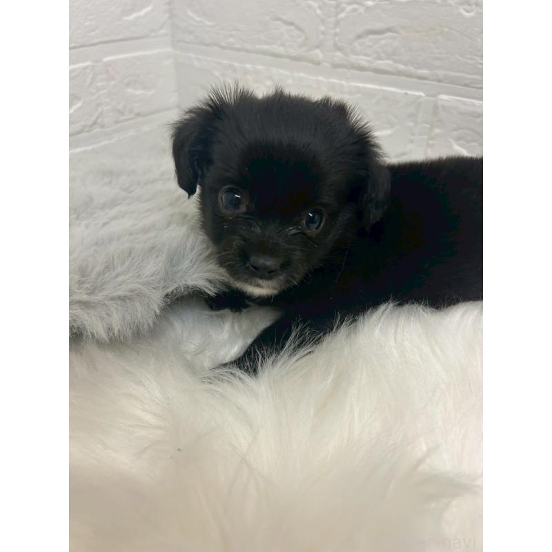 商談中の岡山県のチワックス:チワワ×ミニチュアダックスフンド-441033の7枚目