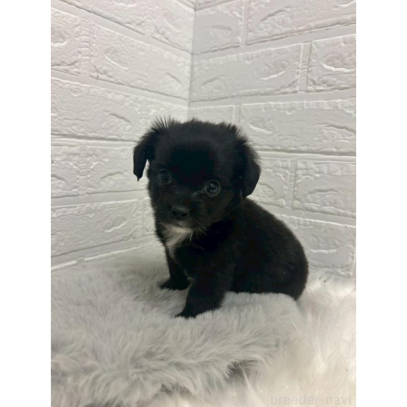 商談中の岡山県のチワックス:チワワ×ミニチュアダックスフンド-441033の6枚目