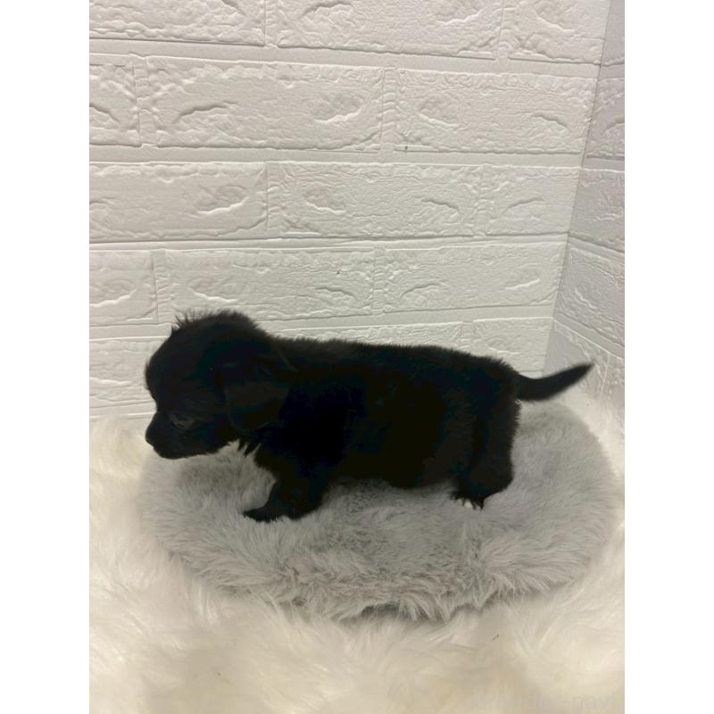 商談中の岡山県のチワックス:チワワ×ミニチュアダックスフンド-441033の3枚目