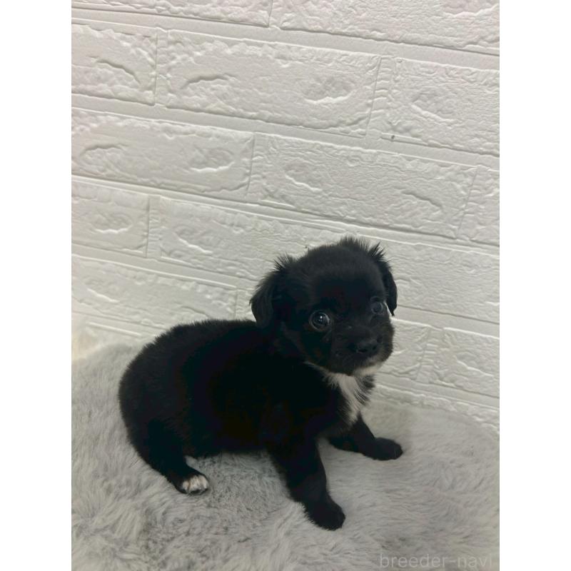 商談中の岡山県のチワックス:チワワ×ミニチュアダックスフンド-441033の2枚目