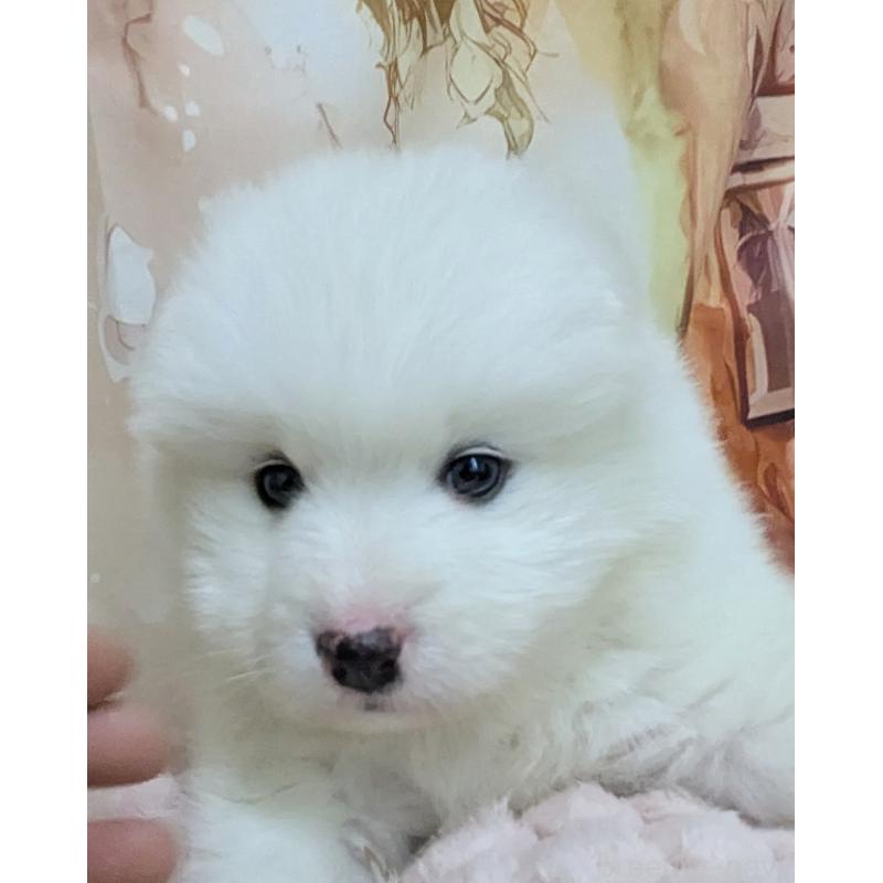 販売中の千葉県のサモエド-438695の15枚目