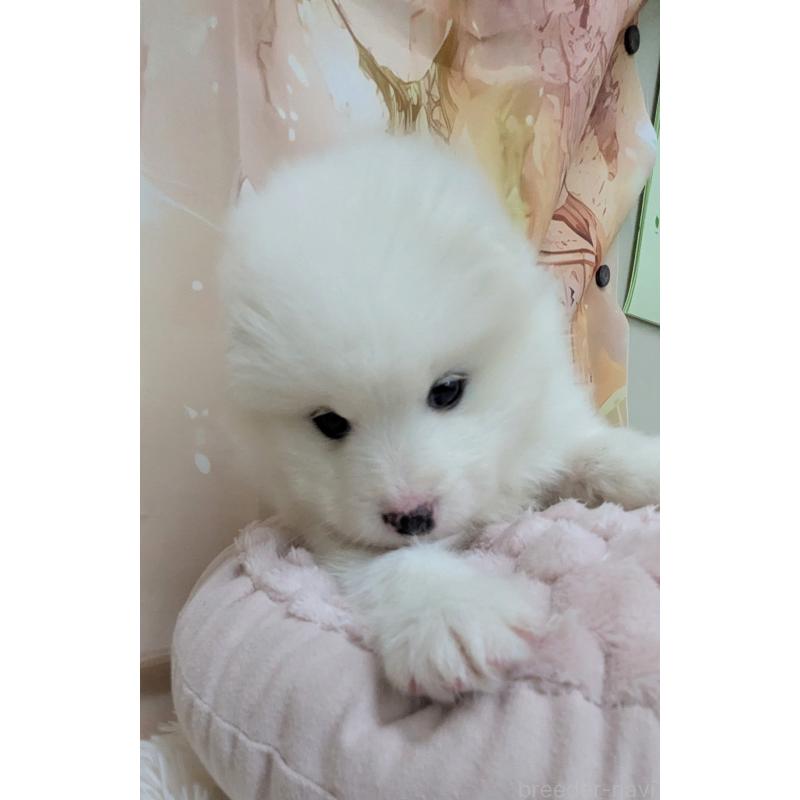 販売中の千葉県のサモエド-438695の13枚目