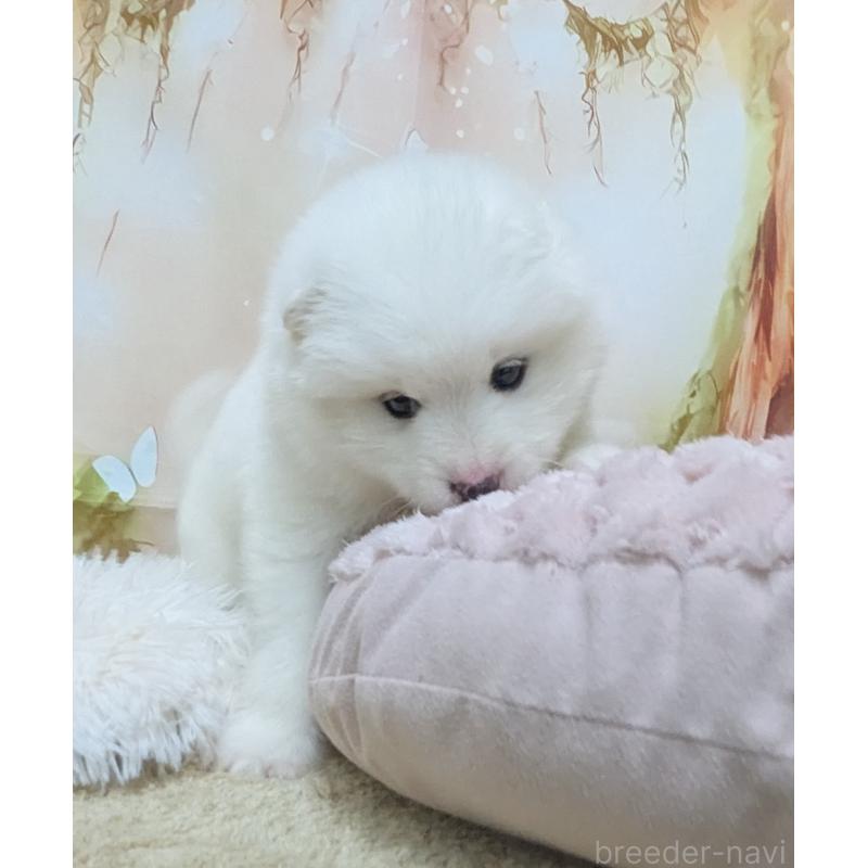 販売中の千葉県のサモエド-438695の12枚目