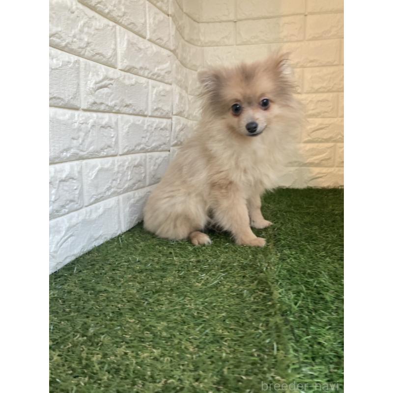 販売中の岡山県のポメラニアン-420352の8枚目