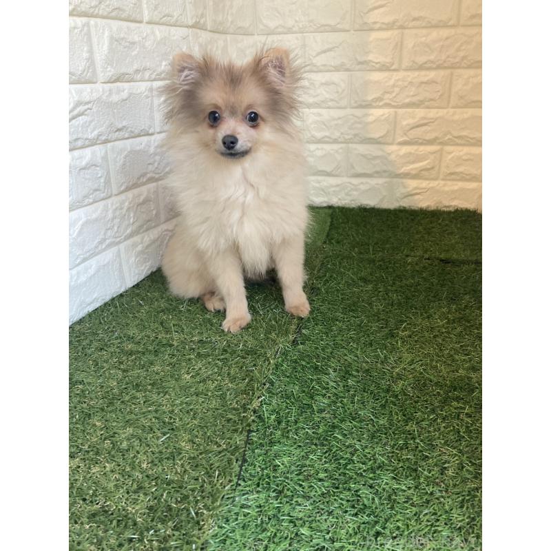 販売中の岡山県のポメラニアン-420352の7枚目