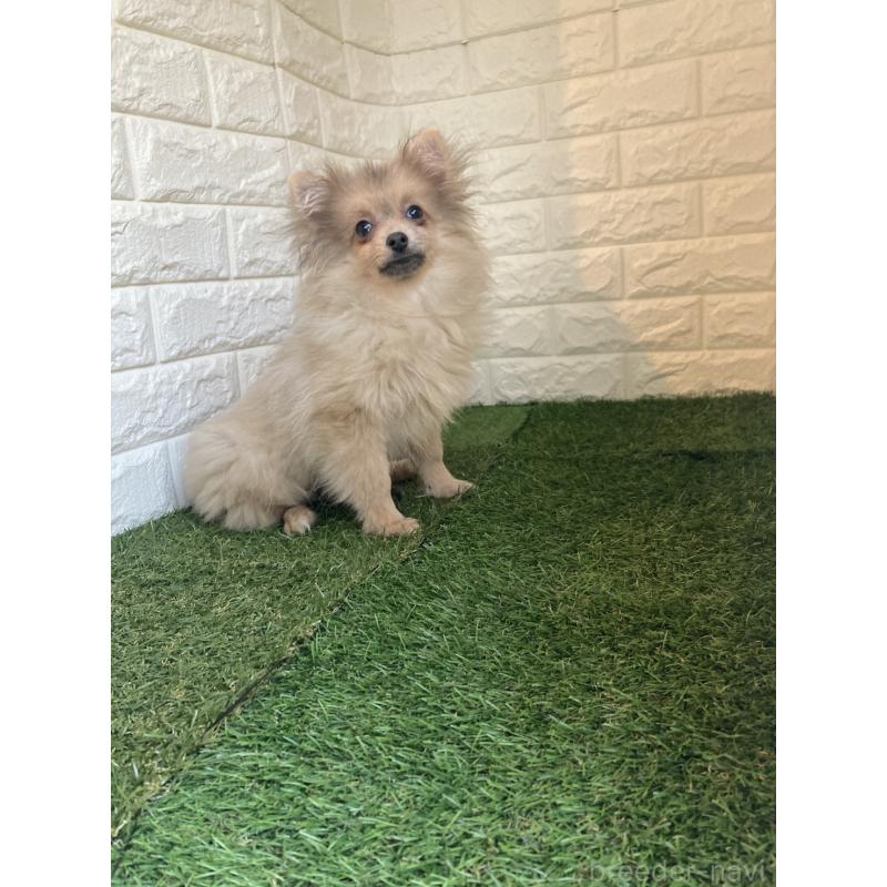 販売中の岡山県のポメラニアン-420352の6枚目