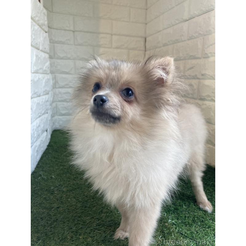 販売中の岡山県のポメラニアン-420352の5枚目