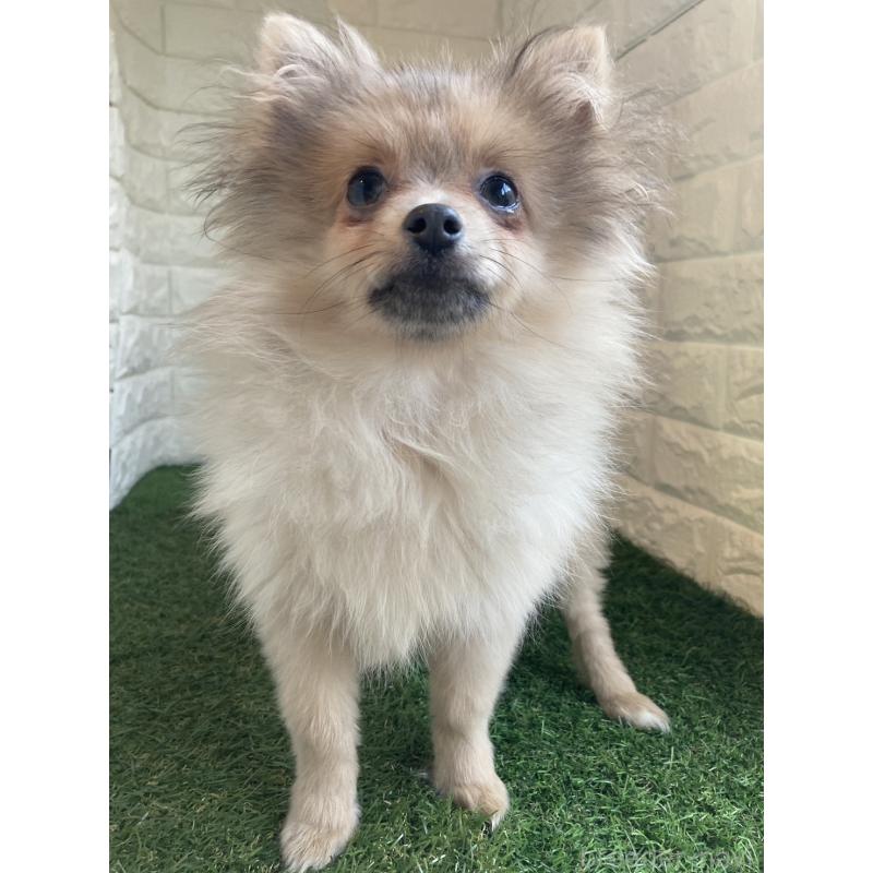 販売中の岡山県のポメラニアン-420352の4枚目