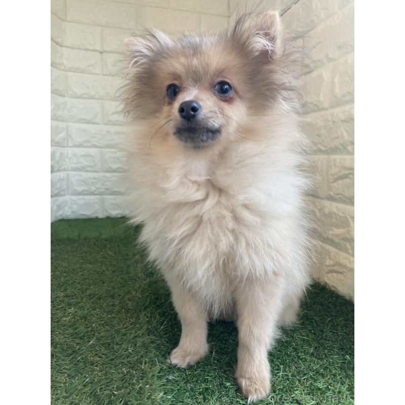 販売中の岡山県のポメラニアン-420352の3枚目