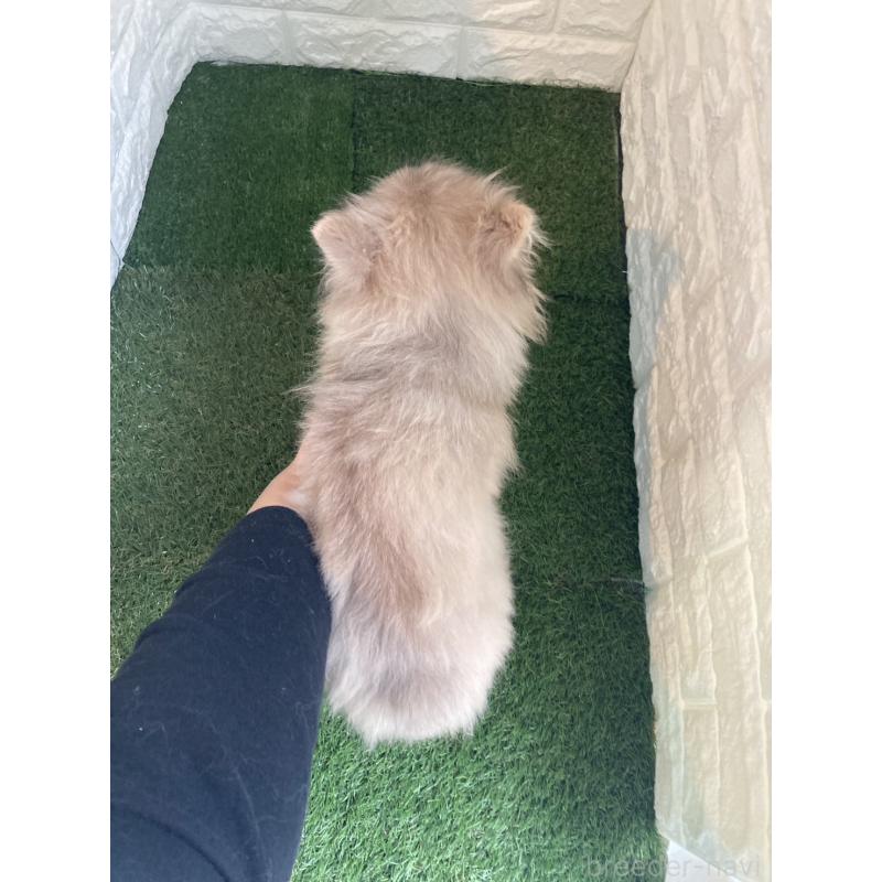 販売中の岡山県のポメラニアン-420352の2枚目