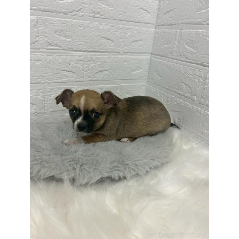 販売中の岡山県のチワワ(スムースコート)-441034の12枚目