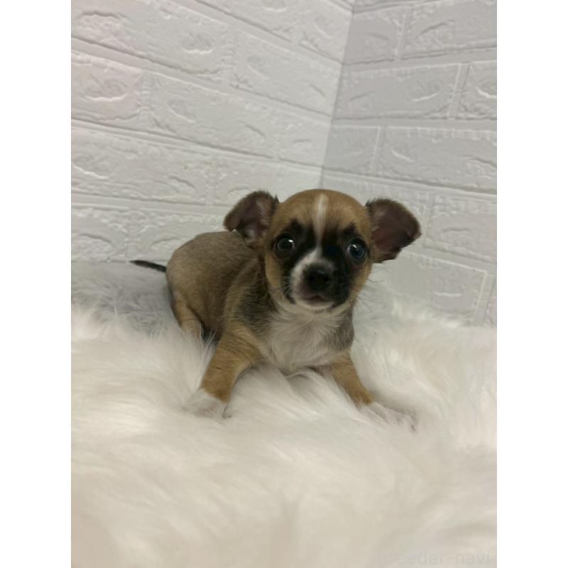 販売中の岡山県のチワワ(スムースコート)-441034の11枚目