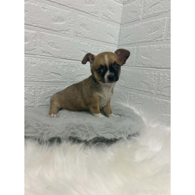 販売中の岡山県のチワワ(スムースコート)-441034の10枚目