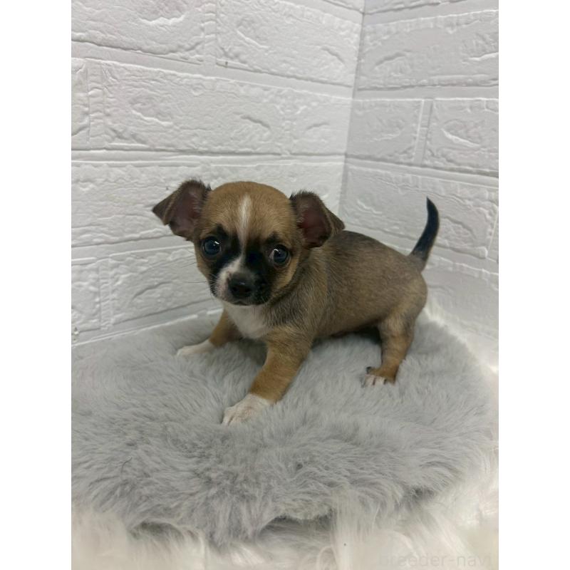 販売中の岡山県のチワワ(スムースコート)-441034の9枚目