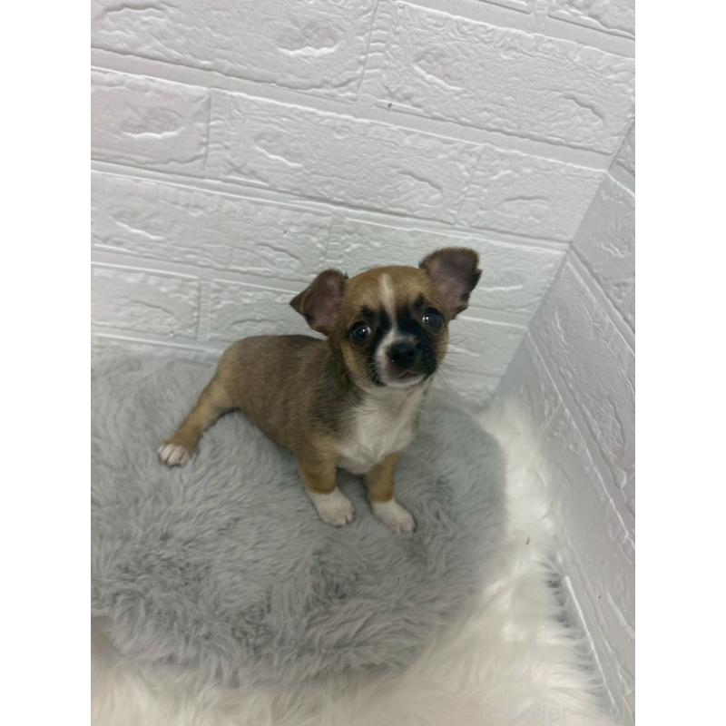 販売中の岡山県のチワワ(スムースコート)-441034の7枚目