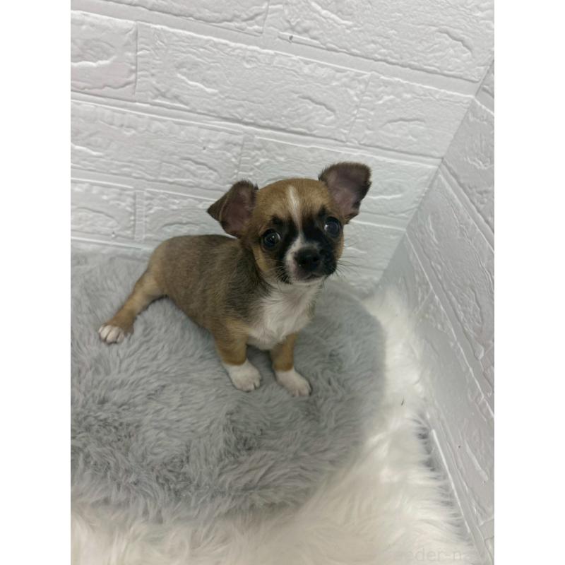 販売中の岡山県のチワワ(スムースコート)-441034の6枚目