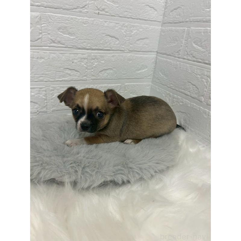 販売中の岡山県のチワワ(スムースコート)-441034の5枚目