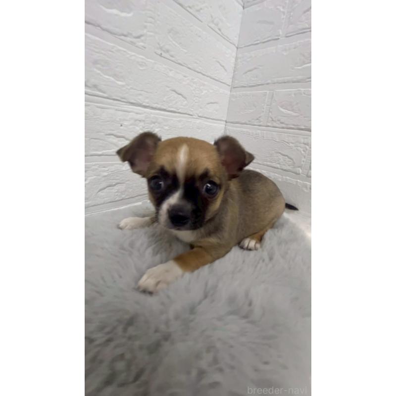 販売中の岡山県のチワワ(スムースコート)-441034の4枚目