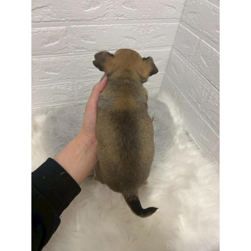 販売中の岡山県のチワワ(スムースコート)-441034の3枚目