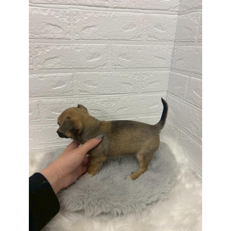 販売中の岡山県のチワワ(スムースコート)-441034の2枚目